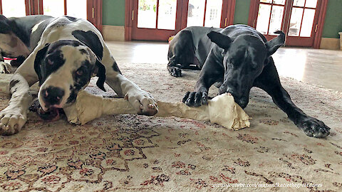 Funny Great Dane Bone Chewing and Pawing Sound Effects