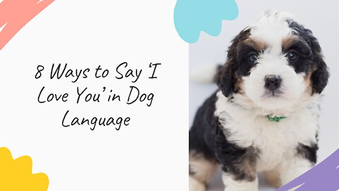 8 Ways to Say ‘I Love You’ in Dog Language