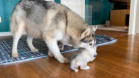 Siberian husky carries baby puppies in her mouth