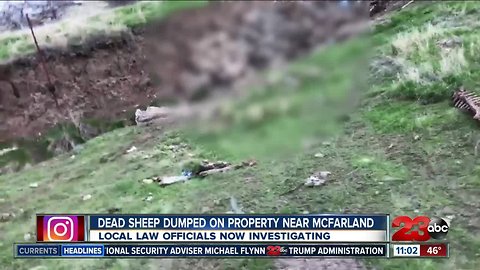 Dead sheep dumped on property near Mcfarland