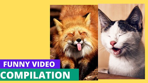 Pawsitively Adorable: Ultimate Cute Pet Compilation