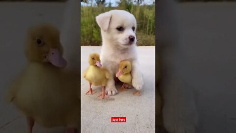 Puppies will make your day #cute #funnyanimals #tiktok #funnyvideos #dog