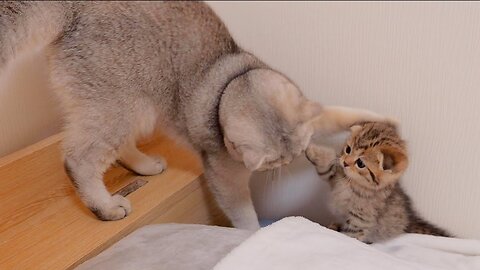 The kitten that punches its big brother and gets punched back is so cute