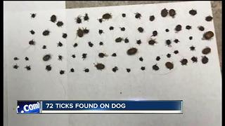 72 ticks found on dog in Amherst