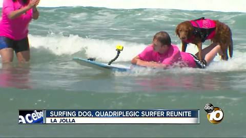 Surfing dog, quadriplegic surfer reunite