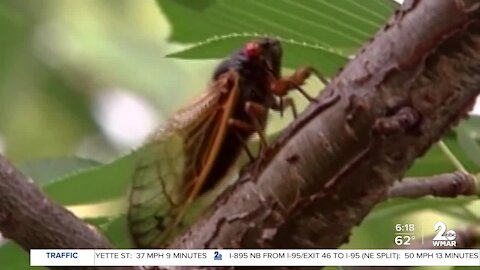Why eating cicadas is good for you and good for the environment