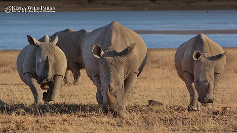 Why are White Rhinos Special?