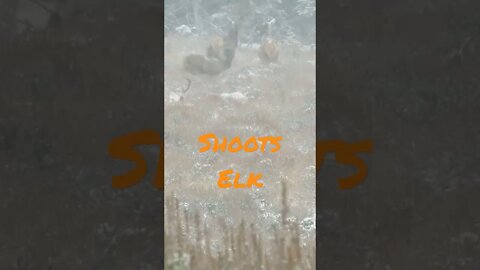 Man Shoots Bedded Elk!