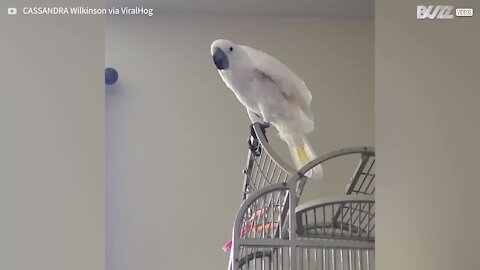 Cockatoo perfectly mimics barking dog