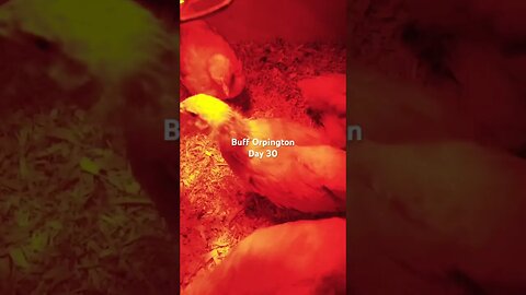 Buff Orpington Life Cycle Day 30 - Keep Away #chick #backyardchickens #homestead