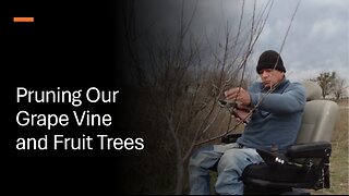 How to Prune Grape Vines and Fruit Trees