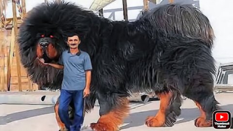 Dodo the world best Big dog 🐕🐕