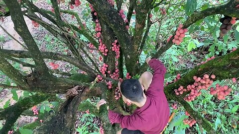 Harvesting Fire Berries, A Fruit Widely In Southeast Asia