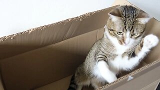 Cute Cat Plays in a Box