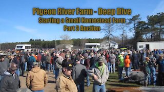 Starting A Small Homestead Farm part 4 Auction