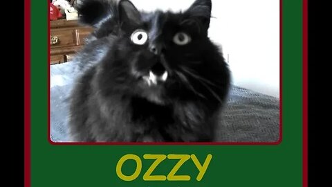 Ozzy the Kitty - 12/30/22