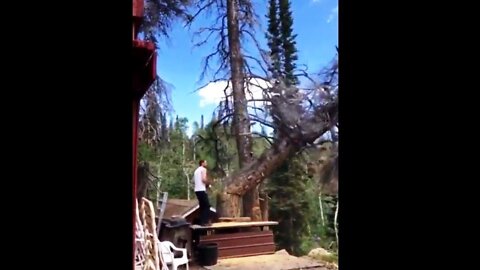 Tree Hit Back - 😂 Funny Video 😂 - Try not to laugh