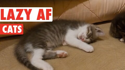 Lazy cat funny video