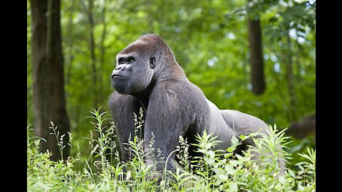 * GORILLA * | Animals for children | All Things Animal TV