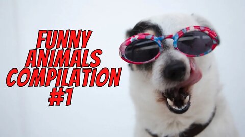 Funny Animals Compilation #1 - Best Funny Dogs and Cats Videos