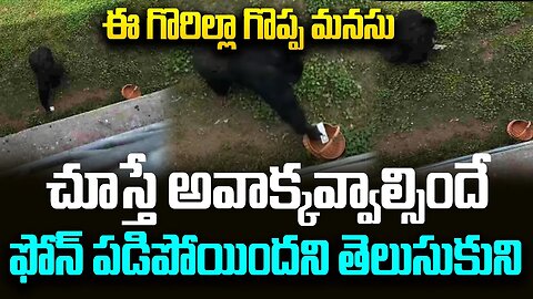 ఈ గొరిల్లా గొప్ప మనసు చూస్తే అవాక్కవ్వాల్సిందే.. ఫోన్ పడిపోయిందని తెలుసుకుని.. #gorilla | FBTV NEWS