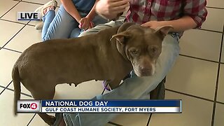 Gulf Coast Humane Society celebrates National Dog Day - 7:30am live report