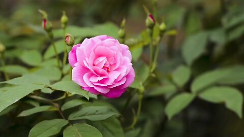 "The Timeless Elegance of Roses: A Symbol of Love and Beauty"