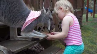 This family has a pet kangaroo