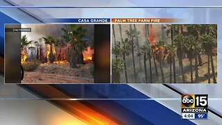 Eloy fire crews battle palm tree farm fire in Casa Grande