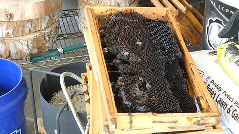 Bees in the outdoor kitchen