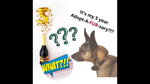 Jack's 5th Year Adopt-A-FUR-Sary Tribute