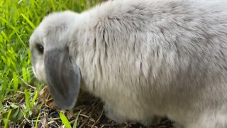 Binky Joy