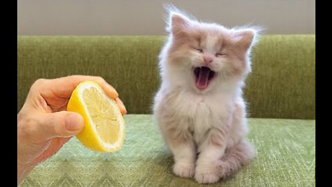 OMG So Cute ♥ Best Funny Cat Videos 2021