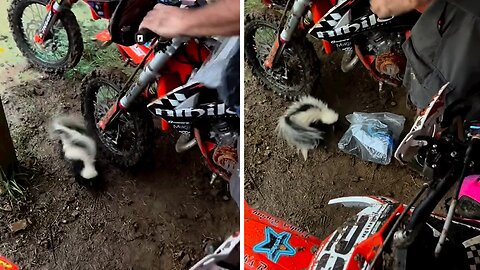 Skunk hilariously scares bystanders while seeking shelter from rain