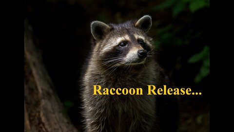 Raccoon Release