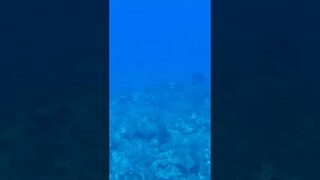 Coral Reef from a Submarine! - Part 3