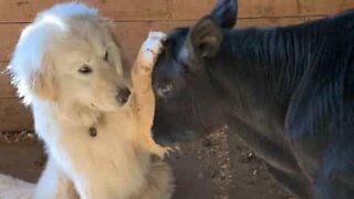 Calf and dog are best friends