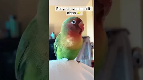 It’s important to be aware of household dangers #shorts #pet #petparrot #parrot #birdtricks