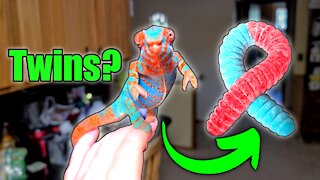 My Chameleon looks like a Sour Gummy Worm