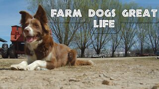 Farm dogs' great life dawn to dusk