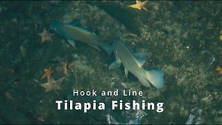 Hook and Line Tilapia Fishing: Plus Underwater Footage