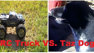 RC Monster Truck VS Taz Dog