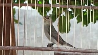 Bigodinho Pardo Cantando Muito