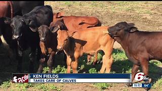 Missing calf could be wandering around Hamilton County