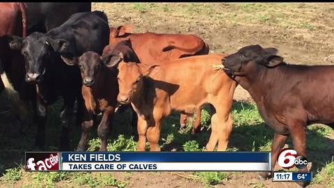 Missing calf could be wandering around Hamilton County