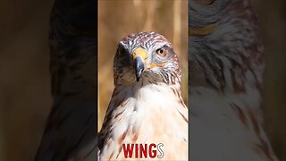 🐧 #WINGS - Rust-Colored Majesty: Graceful Wings & Focused Gaze of a Regal Bird Surveying Her Realm 🐦