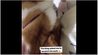 Corgi assumes the position for relaxing neck rubs