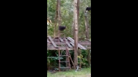 Beautiful Black Bush Turkeys Getting Ready to Roost in High Trees for the Evening.
