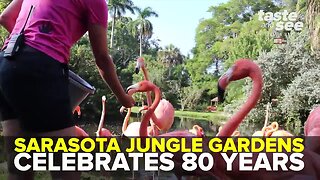 Sarasota Jungle Gardens celebrates 80 years | Taste and See Tampa Bay