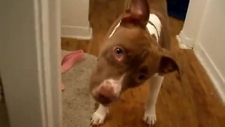 Pit Bull hears strange noises, does extreme head tilts